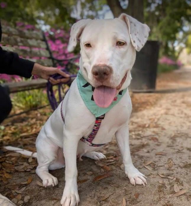 Jasmine, a Adopted mixed breed in Wando, SC image 3/4