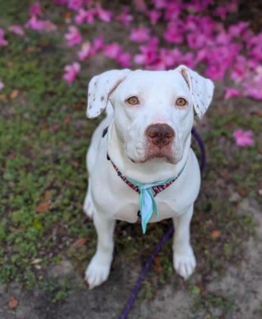 Jasmine, a Adopted mixed breed in Wando, SC image 4/4
