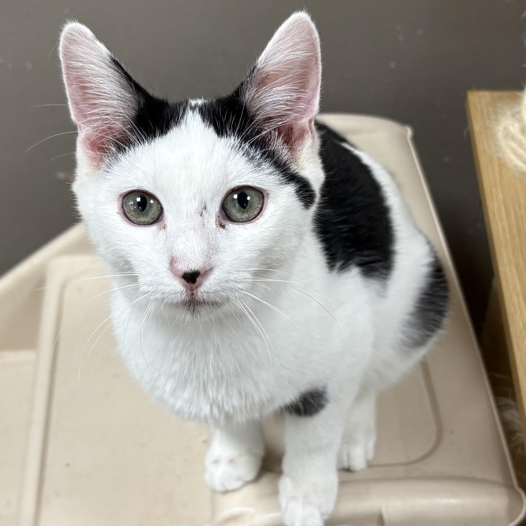 Patches, Adoptable, Young Male Domestic Medium Hair.