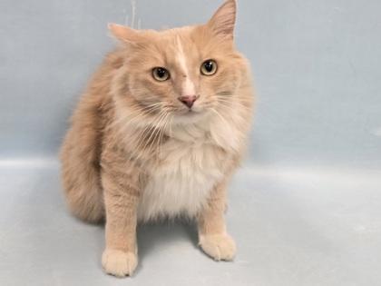 Patch, Adoptable, Adult Male Domestic Long Hair.