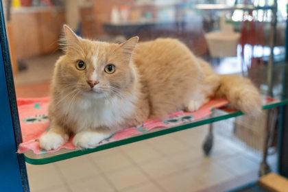 Patch, a Adoptable Domestic Long Hair in Golden Valley, MN image 2/2