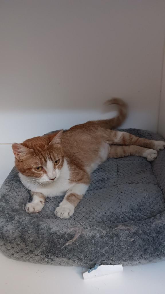 Miss Frizzle, Adoptable, Adult Female Domestic Short Hair.