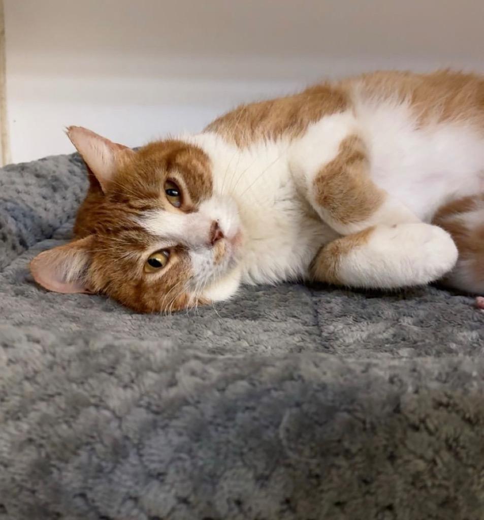 Enlarge Miss Frizzle, a Adoptable mixed breed in Crandon, WI image 2/2