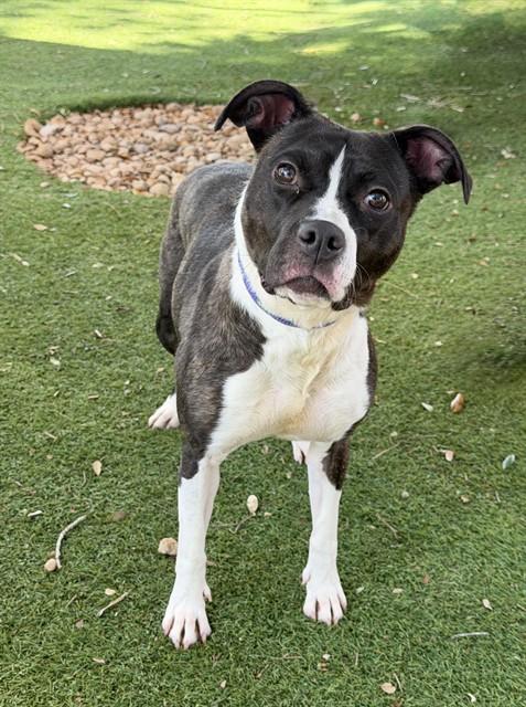 Enlarge FLO, a Adoptable American Staffordshire Terrier in Fort Myers, FL image 1/1