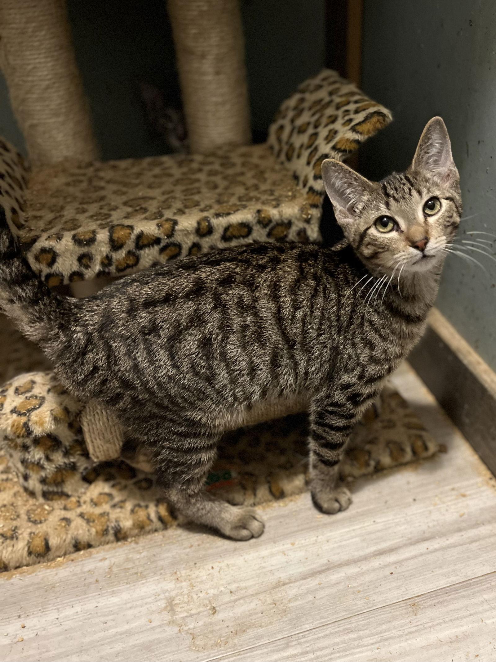 Enlarge Phillip, a Adoptable Domestic Short Hair in Zimmerman, MN image 1/1