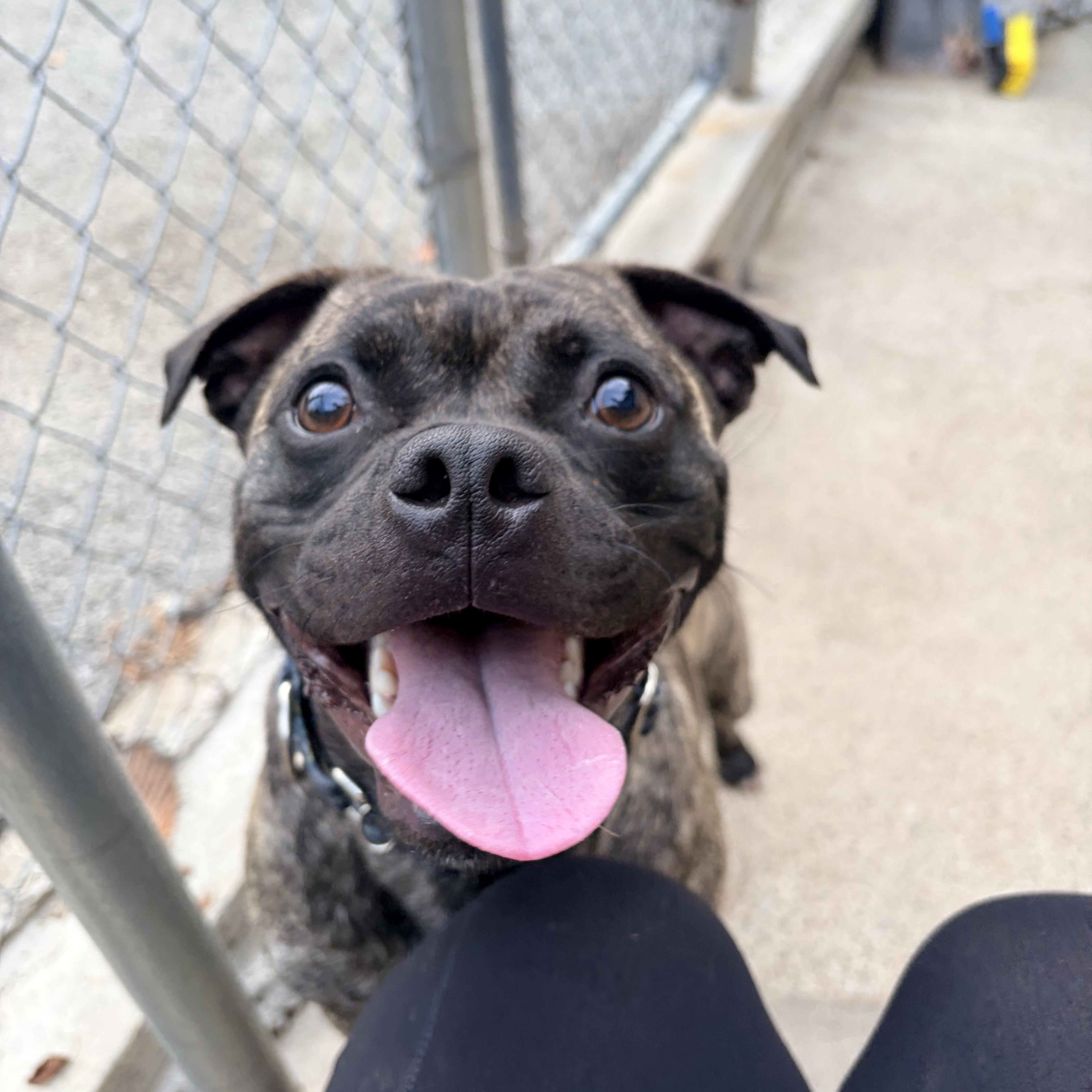 Enlarge Stitch, a Adopted mixed breed in White Oak, PA image 2/6