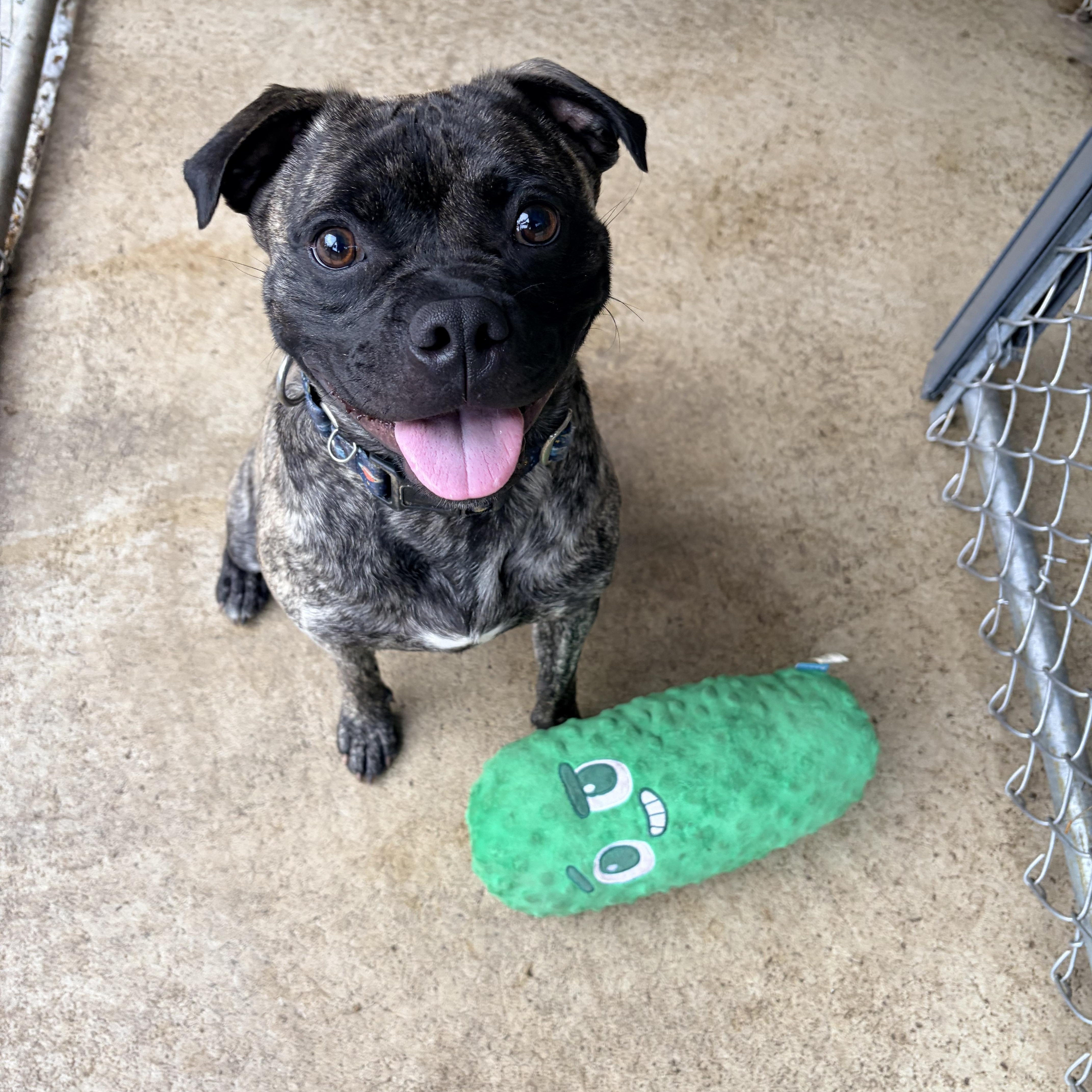 Enlarge Stitch, a Adopted mixed breed in White Oak, PA image 4/6
