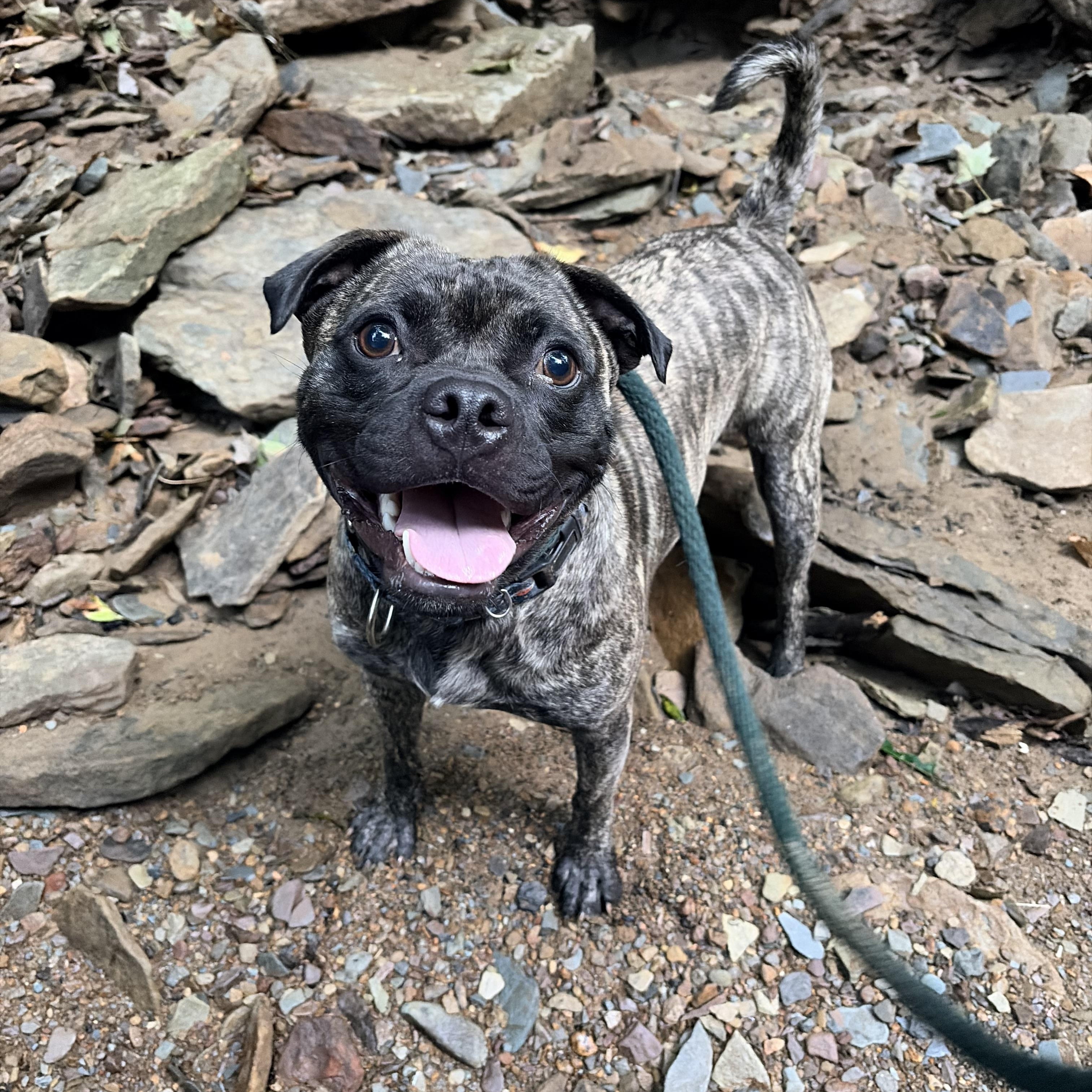 Stitch, Adopted, Young Male Pug & Pit Bull Terrier.