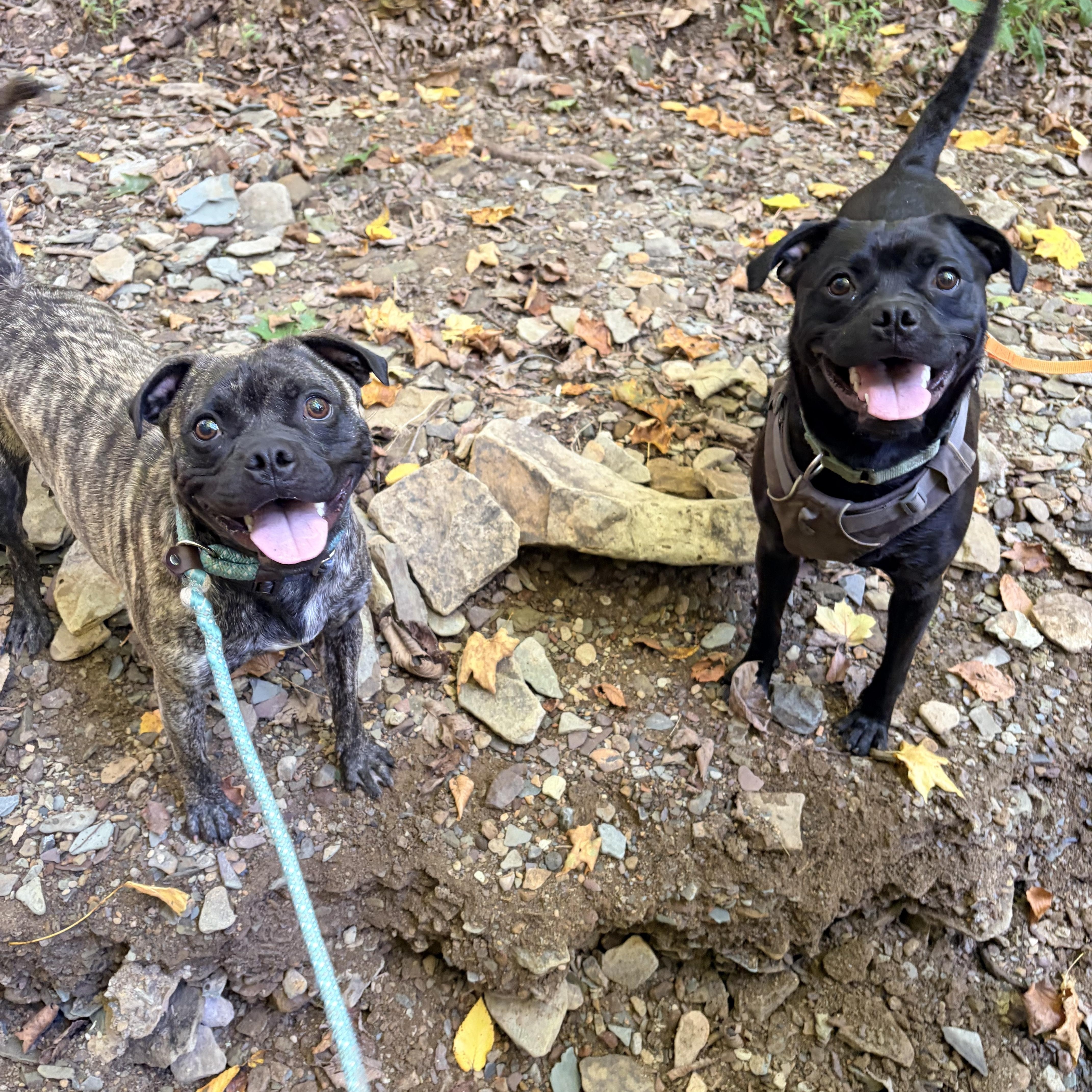 Enlarge Stitch, a Adopted mixed breed in White Oak, PA image 6/6