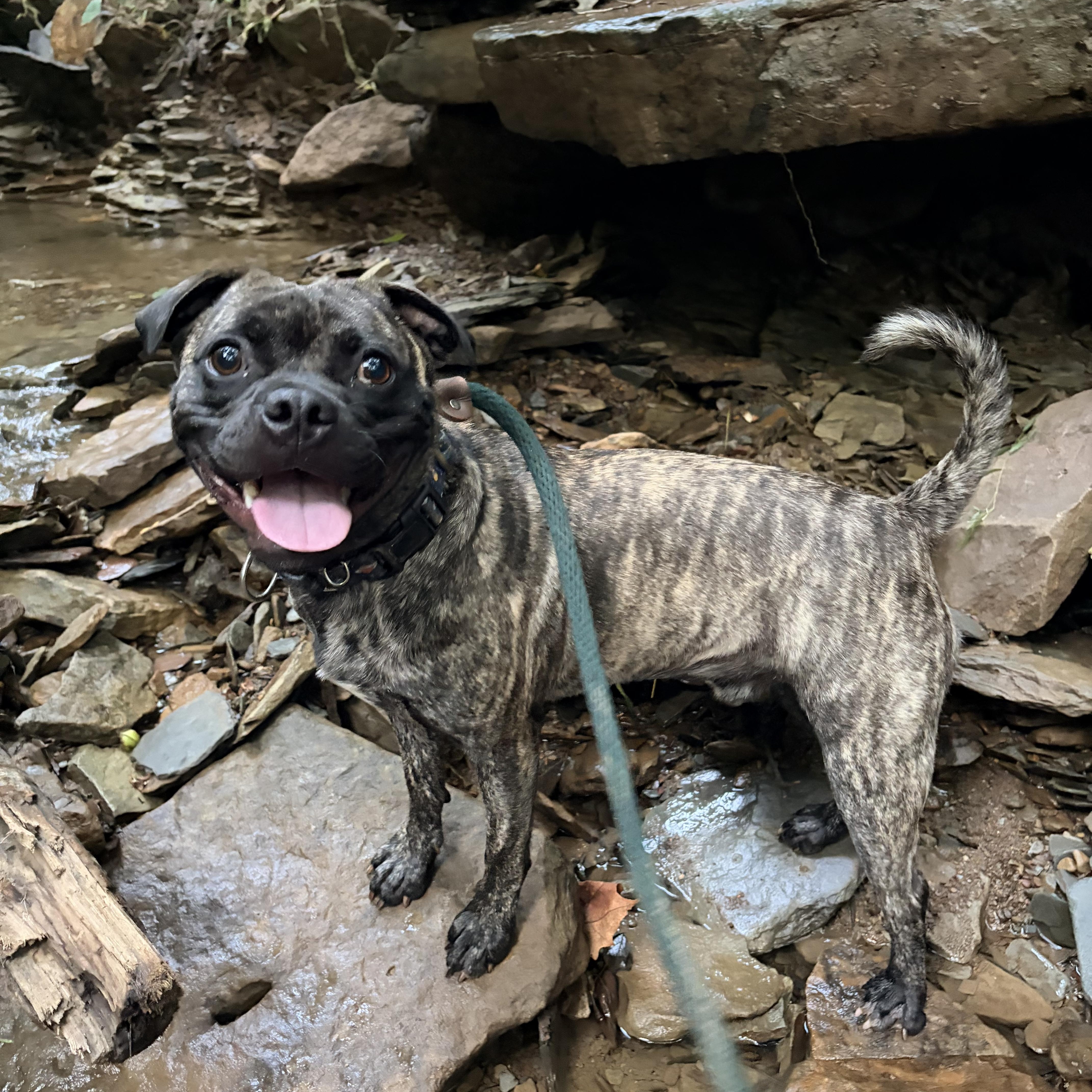 Enlarge Stitch, a Adopted mixed breed in White Oak, PA image 3/6