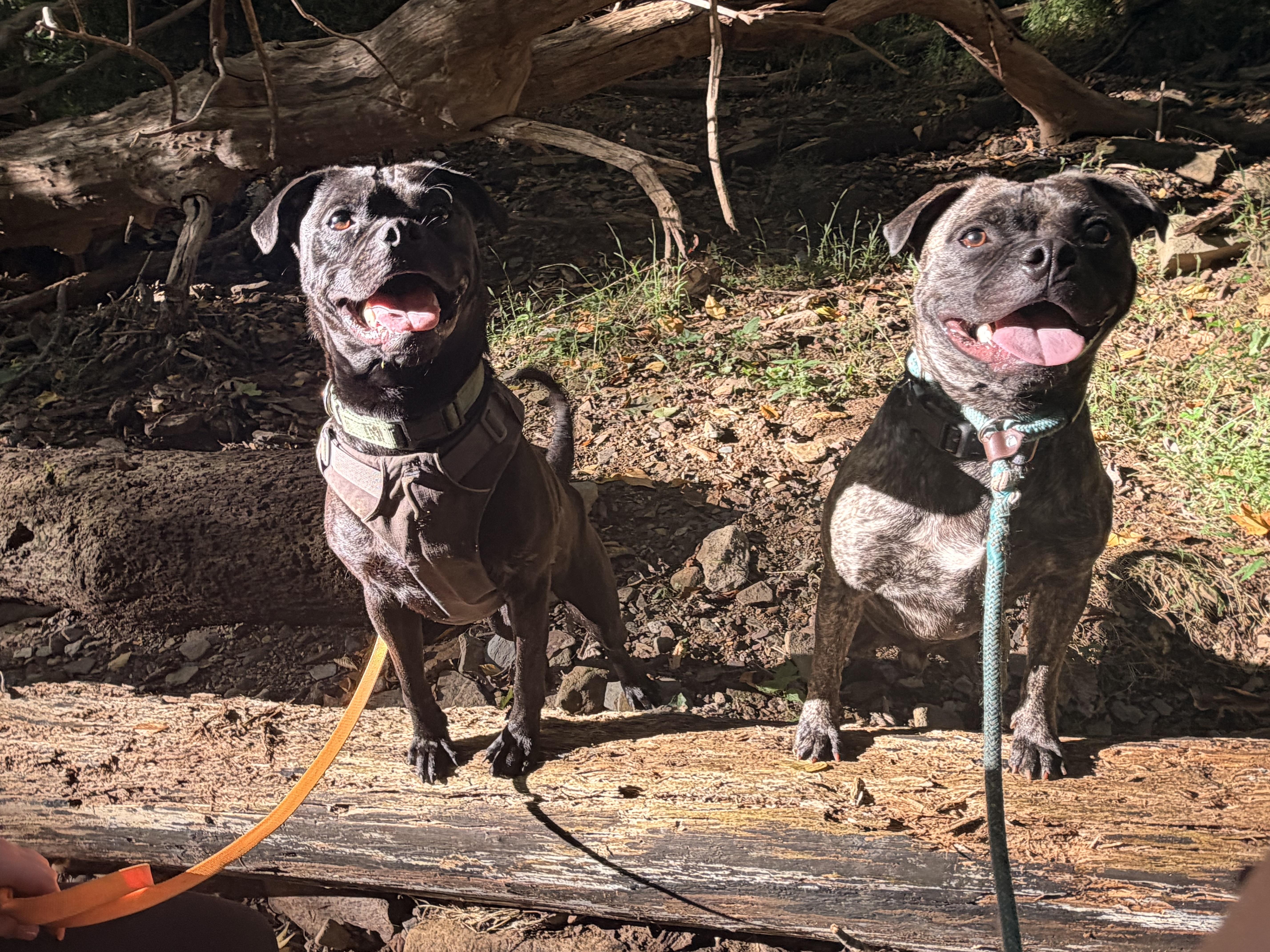 Enlarge Stitch, a Adopted mixed breed in White Oak, PA image 5/6