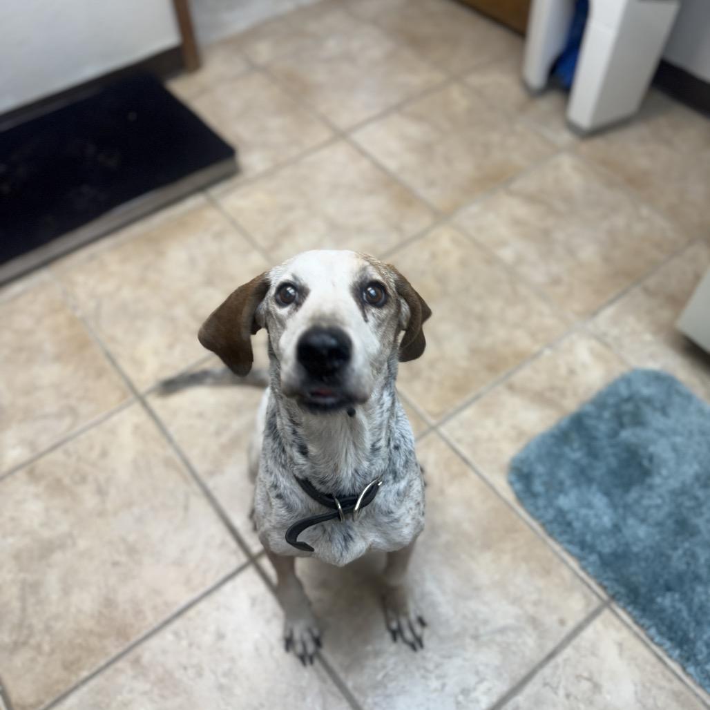 Enlarge Drake, a Adoptable Bluetick Coonhound in Collinsville , OK image 1/4