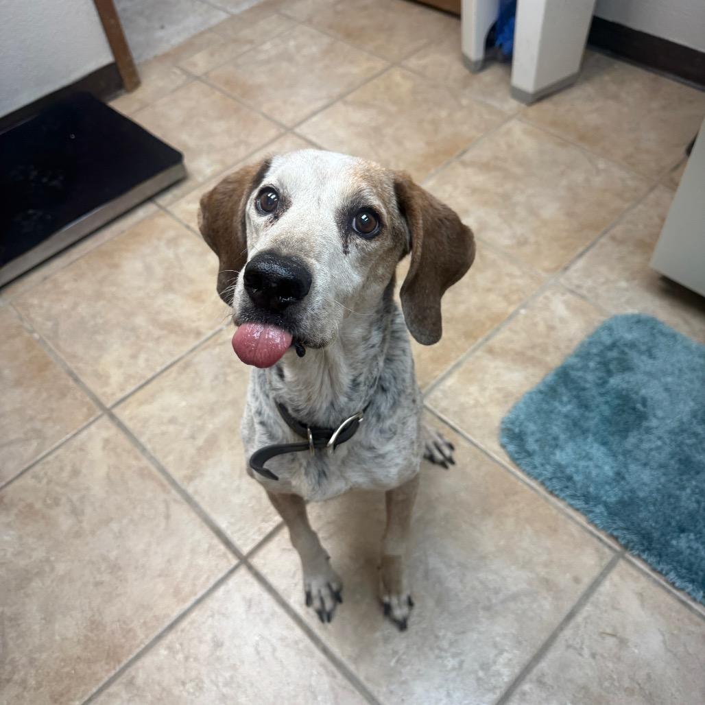 Enlarge Drake, a Adoptable Bluetick Coonhound in Collinsville , OK image 2/4