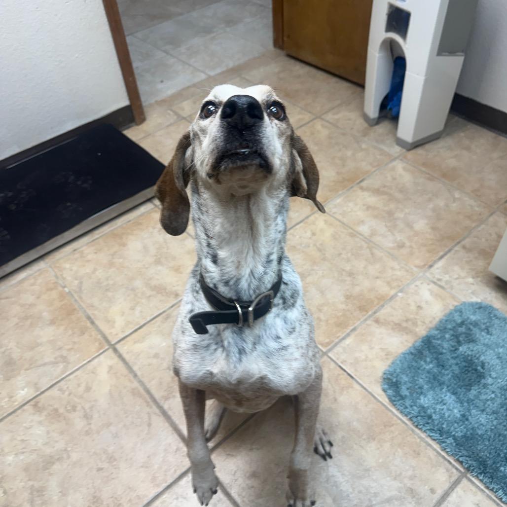 Enlarge Drake, a Adoptable Bluetick Coonhound in Collinsville , OK image 3/4