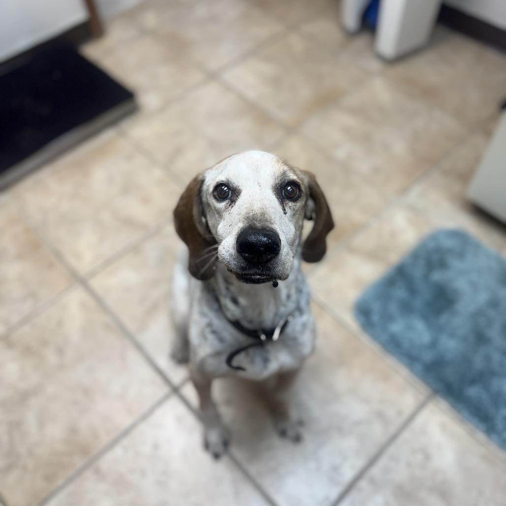 Enlarge Drake, a Adoptable Bluetick Coonhound in Collinsville , OK image 4/4