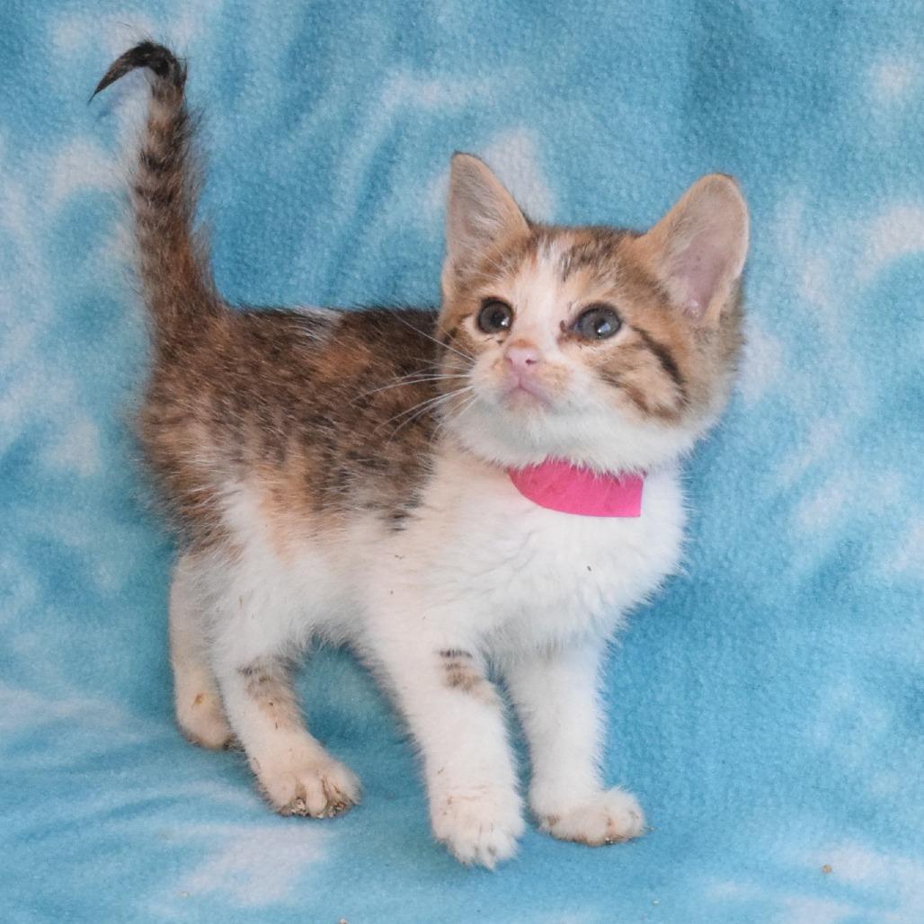Coral 52722, Adoptable, Kitten Female Domestic Short Hair.