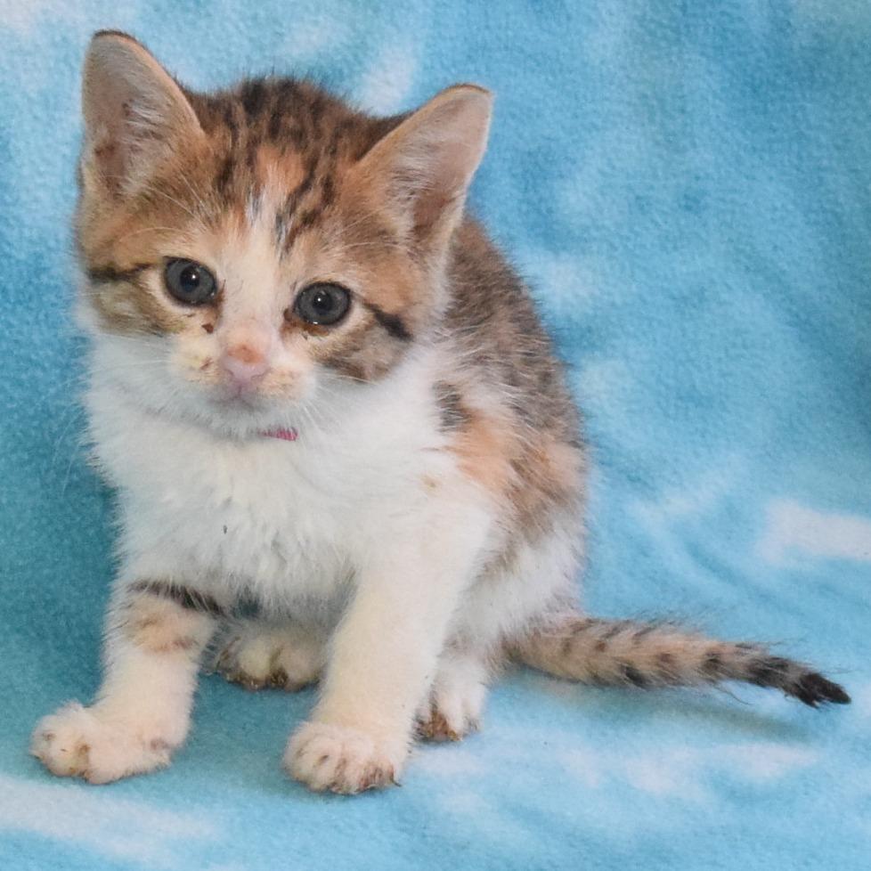 Enlarge Coral 52722, a Adoptable Domestic Short Hair in Eureka, CA image 2/4
