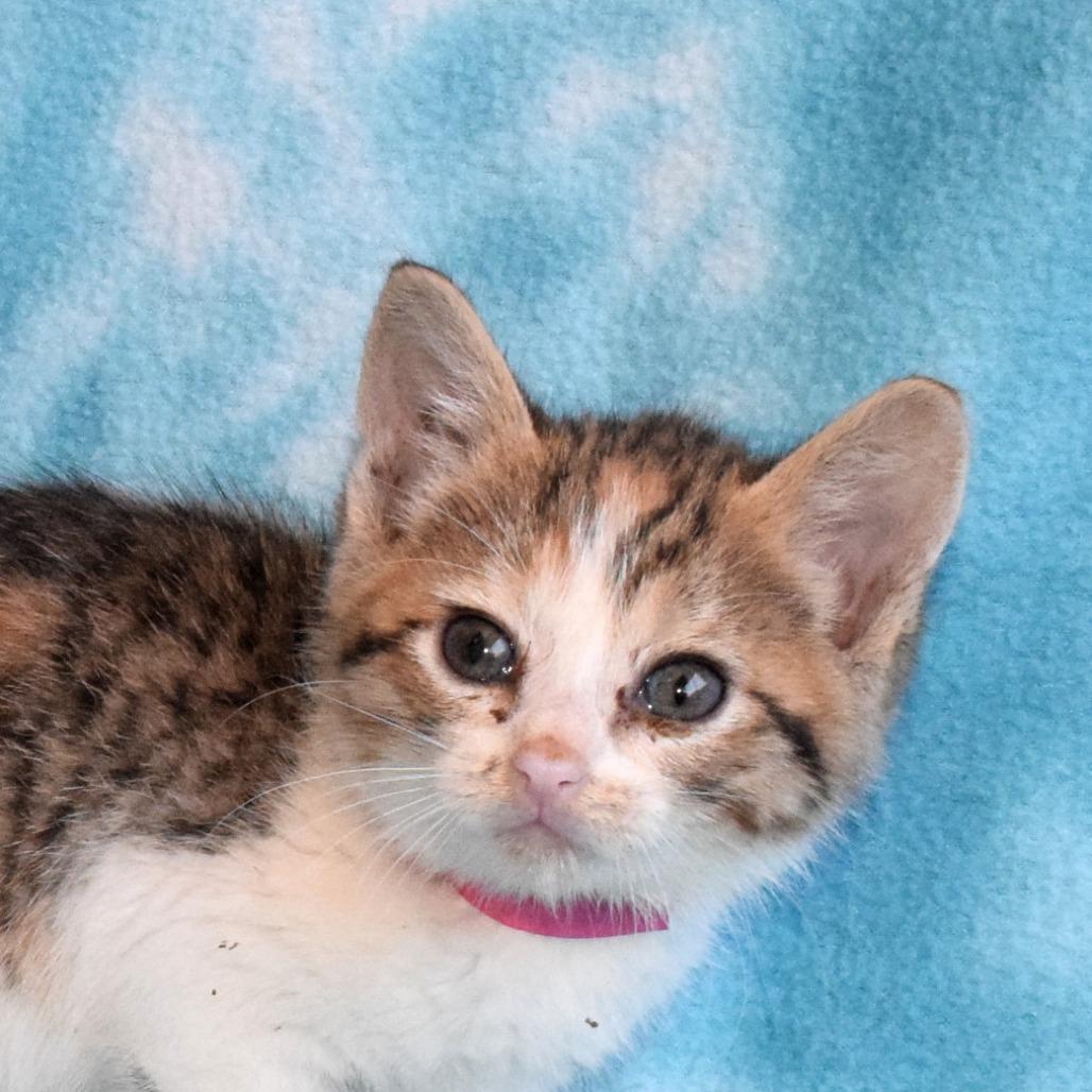 Enlarge Coral 52722, a Adoptable Domestic Short Hair in Eureka, CA image 3/4