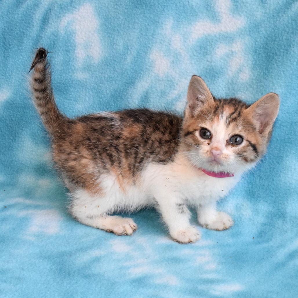 Enlarge Coral 52722, a Adoptable Domestic Short Hair in Eureka, CA image 4/4