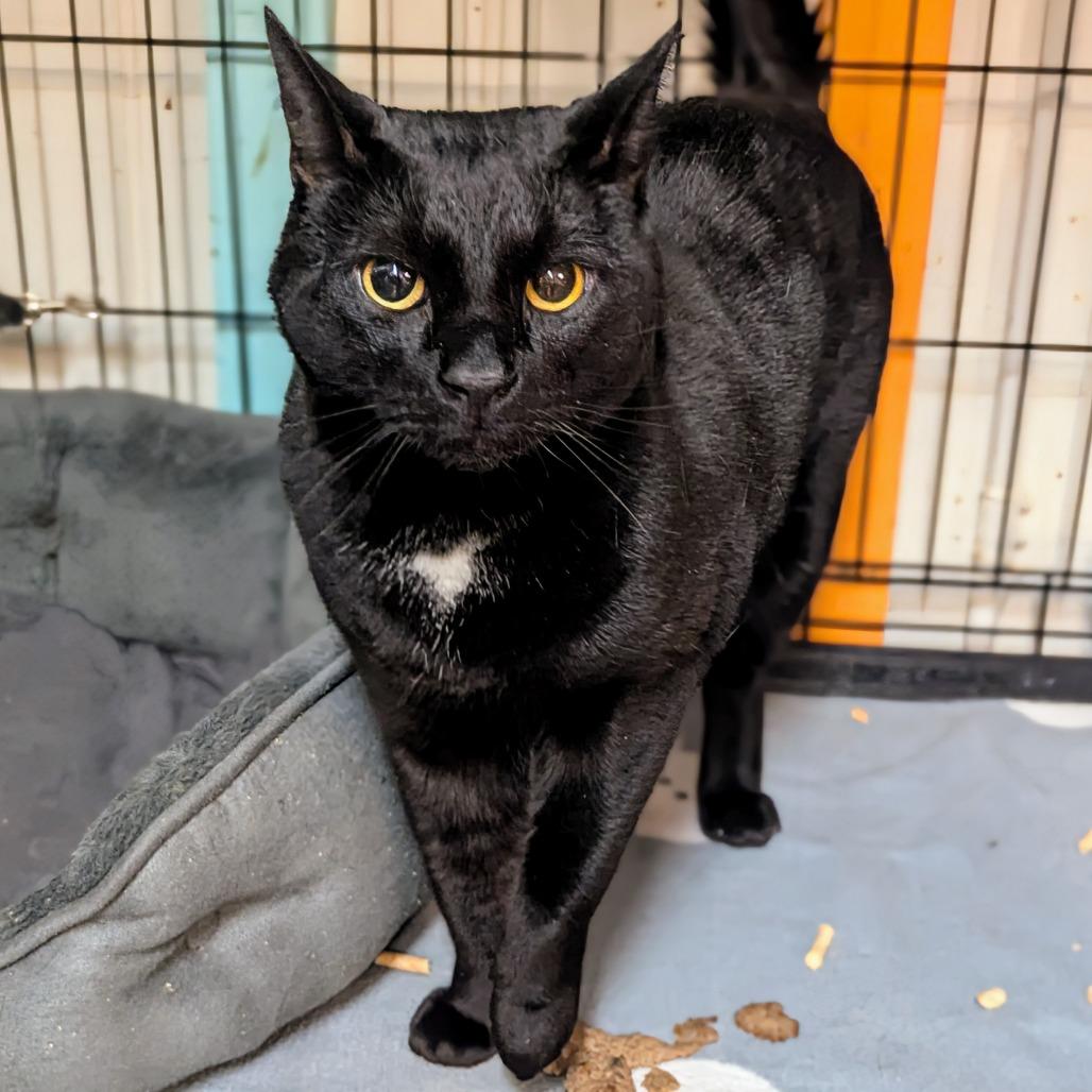 Trevor, Adoptable, Adult Male Domestic Short Hair.