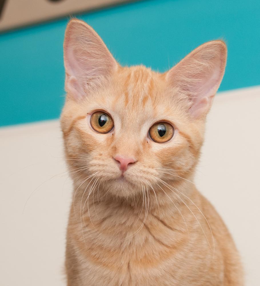 Enlarge Bunny (gets adopted with Dandelion), a Adoptable Tabby in Westminster, CO image 1/3