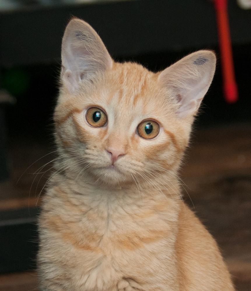 Bunny (gets adopted with Dandelion), Adoptable, Kitten Female Tabby.