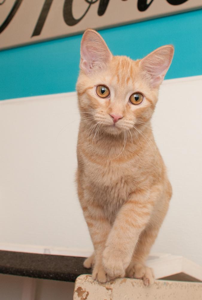 Enlarge Bunny (gets adopted with Dandelion), a Adoptable Tabby in Westminster, CO image 2/3