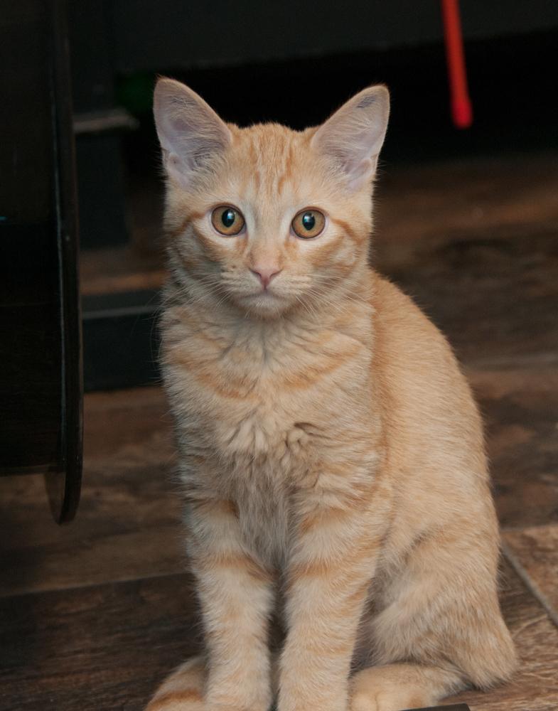Bunny (gets adopted with Dandelion), a Adoptable Tabby in Westminster, CO image 3/3