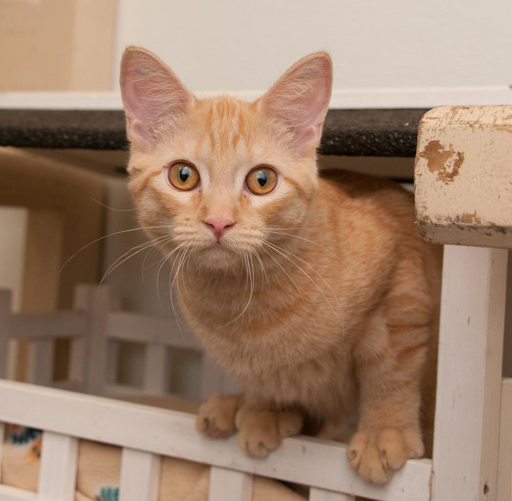 Enlarge Bunny (gets adopted with Dandelion), a Adoptable Tabby in Westminster, CO image 3/3