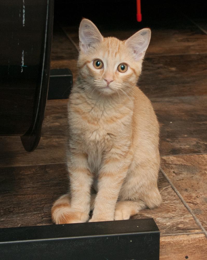Bunny (gets adopted with Dandelion), a Adoptable Tabby in Westminster, CO image 2/3