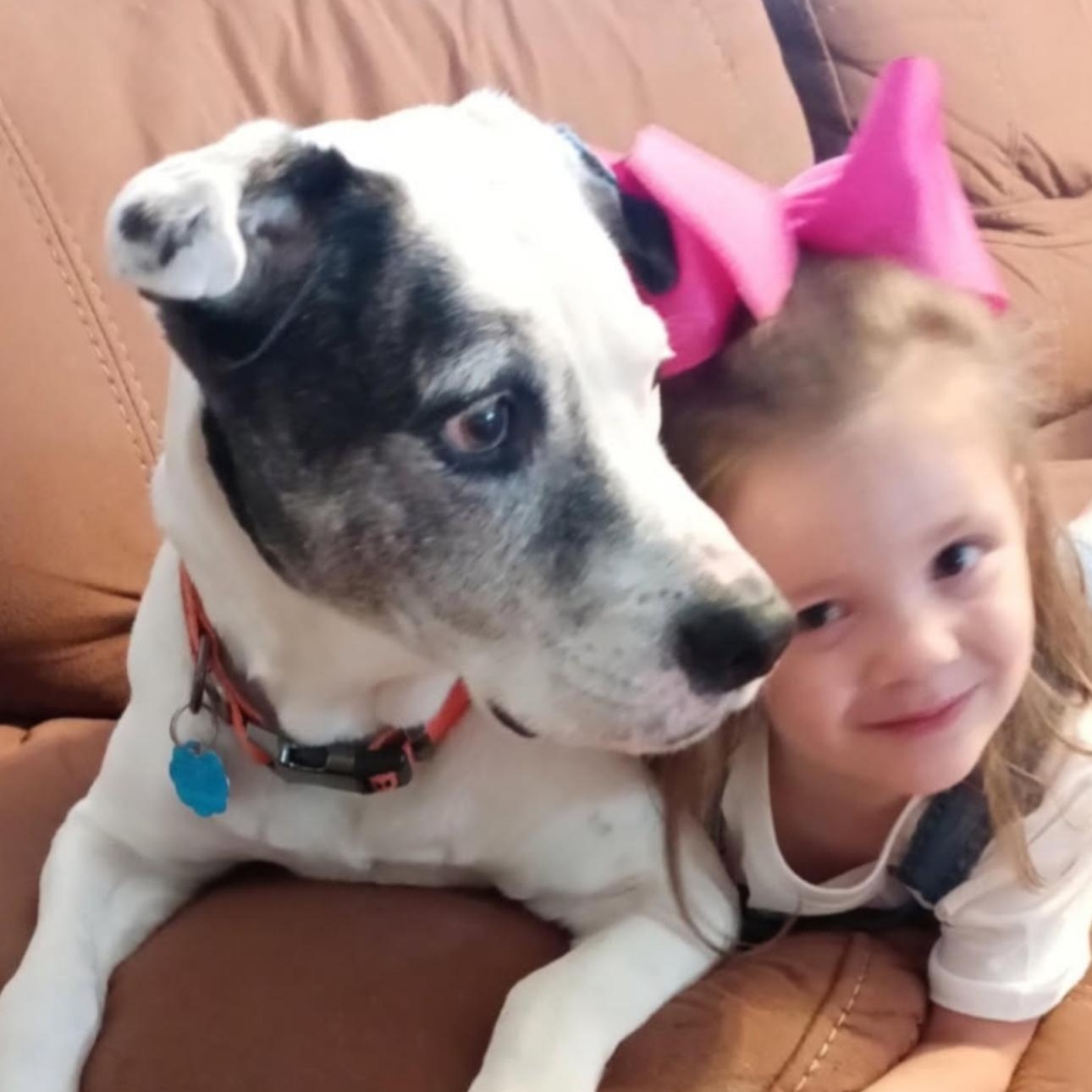 HERO, Adoptable, Young Male Mixed Breed & American Staffordshire Terrier.