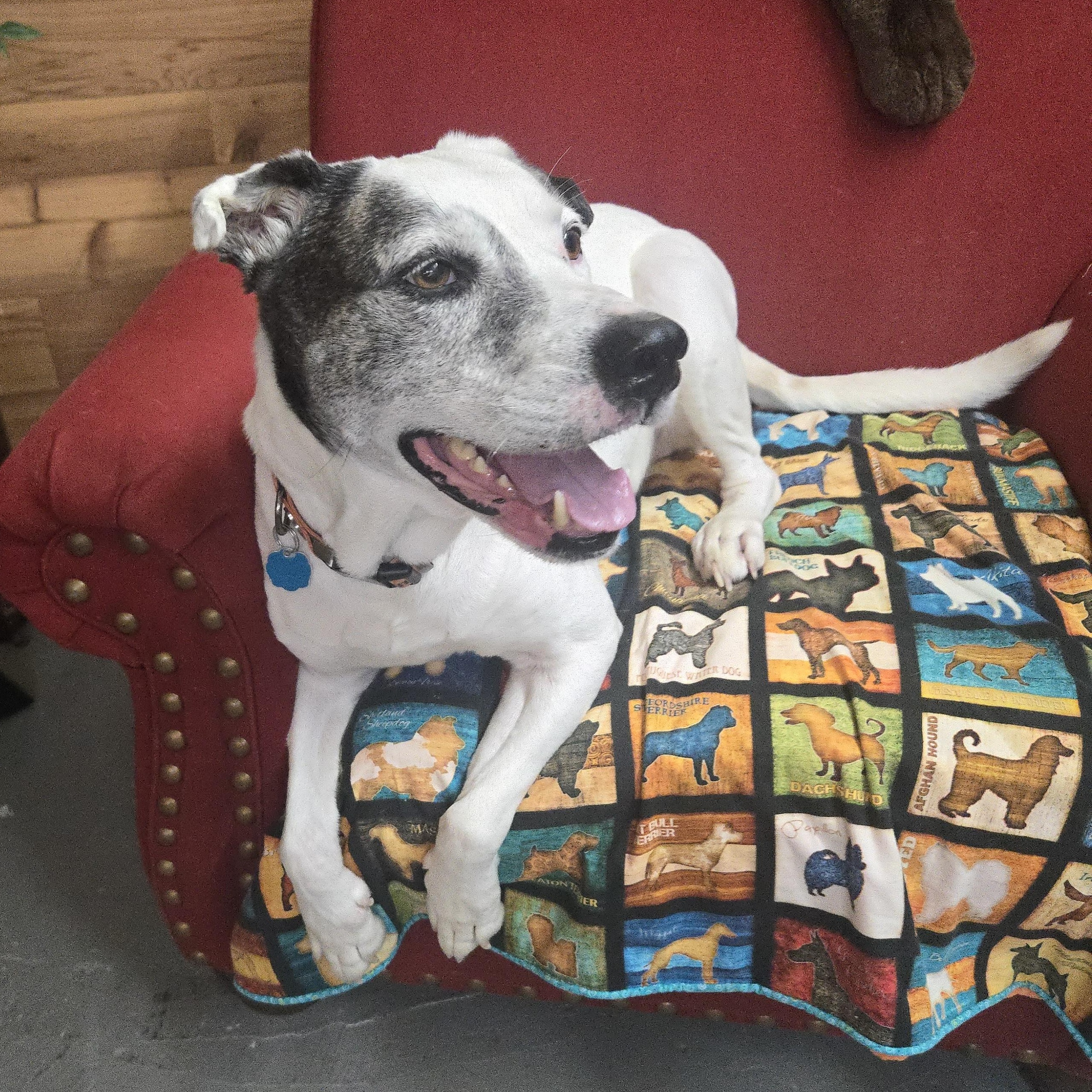 Enlarge HERO, a Adoptable mixed breed in Prescott, AZ image 2/5