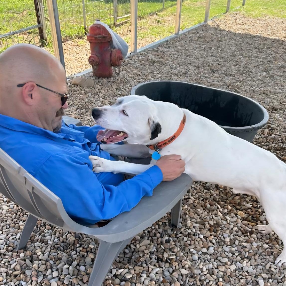 Enlarge HERO, a Adoptable mixed breed in Prescott, AZ image 5/5