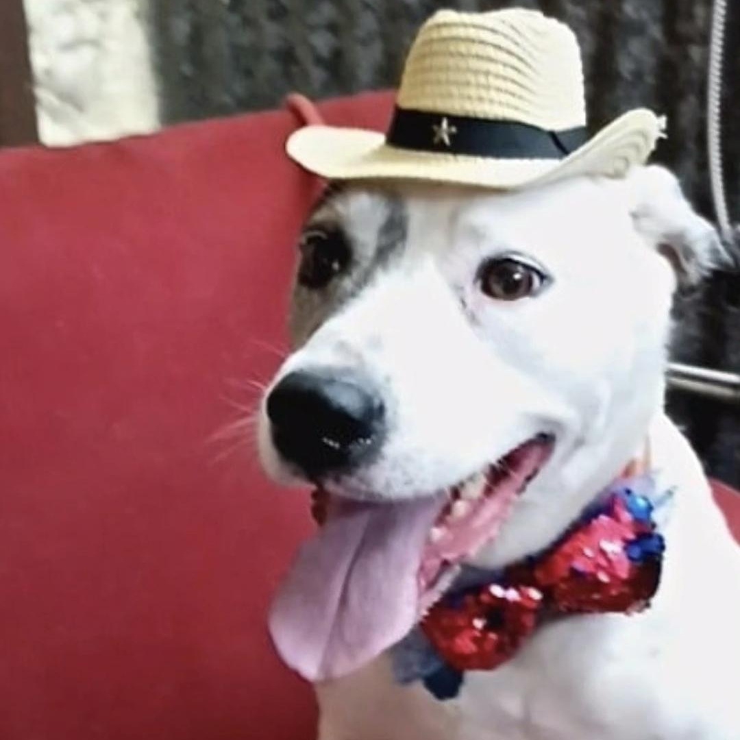 Enlarge HERO, a Adoptable mixed breed in Prescott, AZ image 3/5