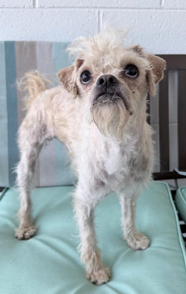 Buggy, Adoptable, Young Male Mixed Breed.