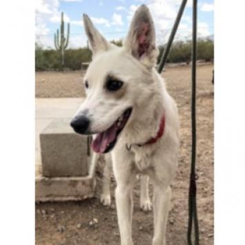 Jasmine, Adoptable, Adult Female Shepherd & Cattle Dog.