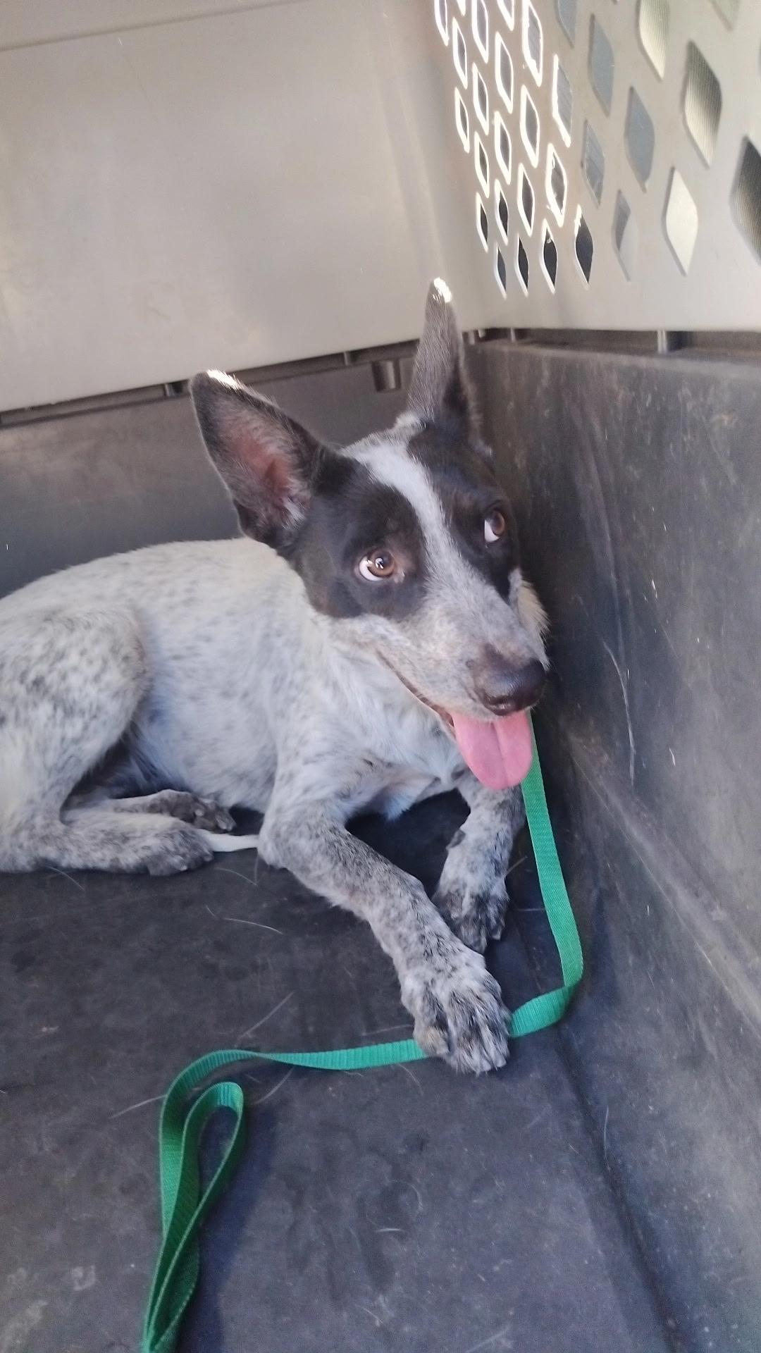 Range, Adoptable, Adult Female Australian Cattle Dog / Blue Heeler.