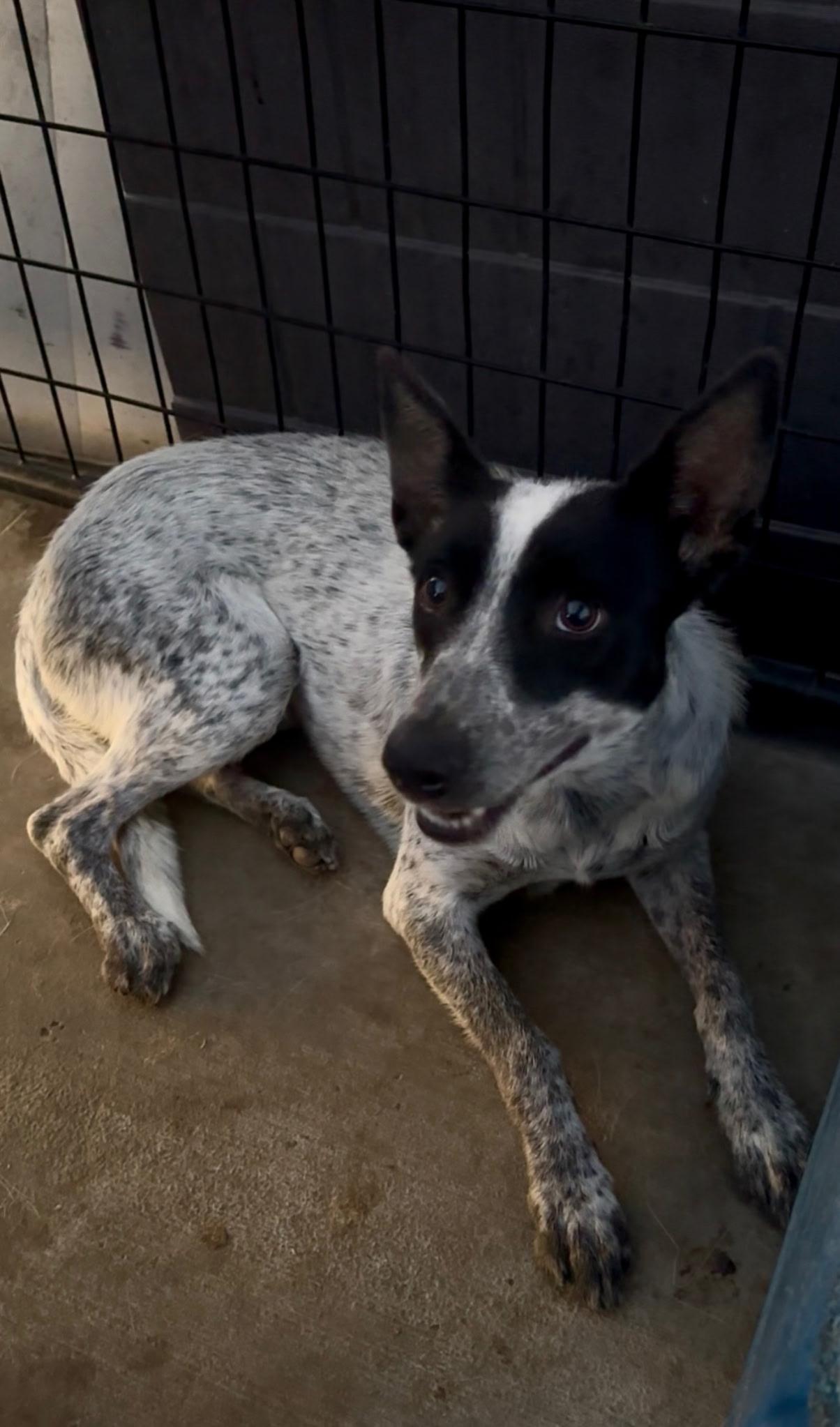 Enlarge Range, a Adoptable mixed breed in San Francisco, CA image 2/3