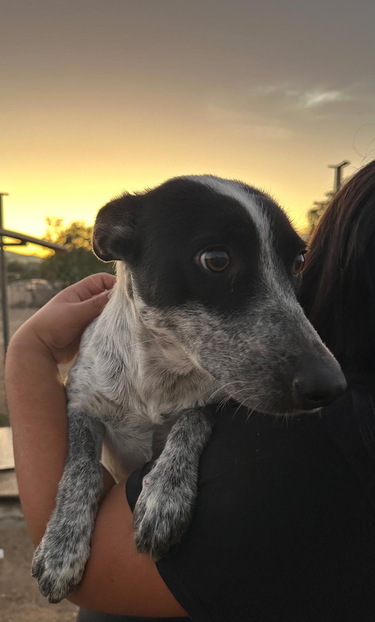 Enlarge Range, a Adoptable mixed breed in San Francisco, CA image 3/3
