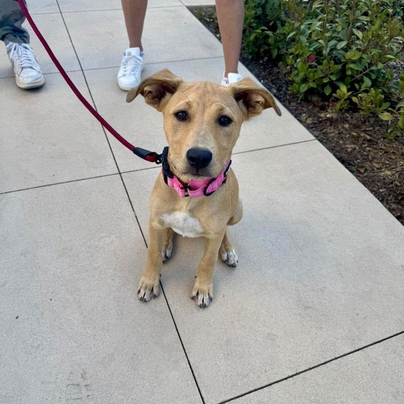 Trixie, Adoptable, Young Female Labrador Retriever.