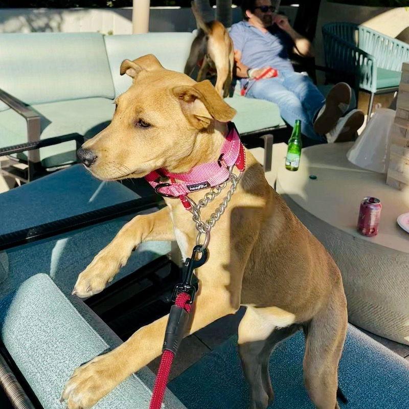 Enlarge Trixie, a Adoptable Labrador Retriever in San Juan Capistrano, CA image 2/3