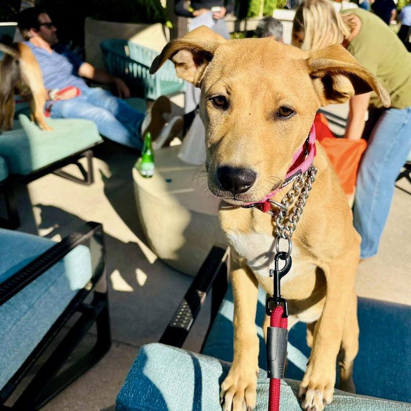 Enlarge Trixie, a Adoptable Labrador Retriever in San Juan Capistrano, CA image 3/3