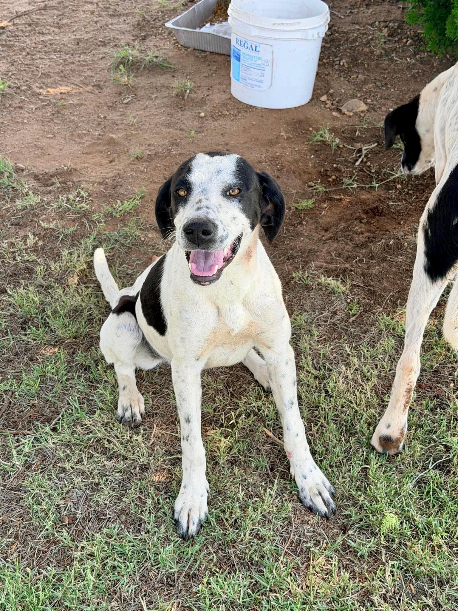 Dot, Adoptable, Puppy Female English Pointer.
