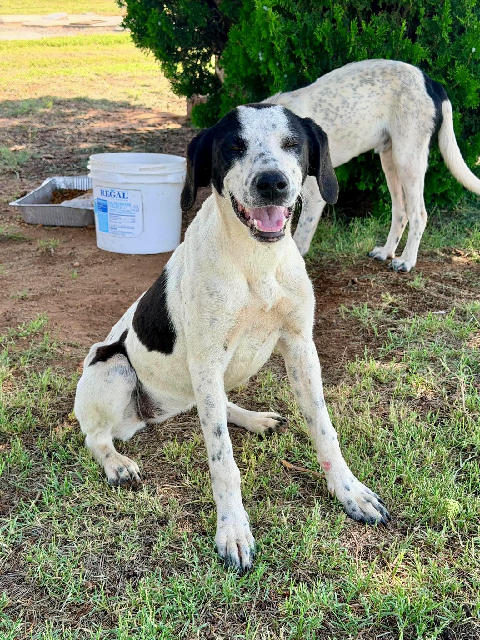 Dot - Adoptable Pet | Petfinder