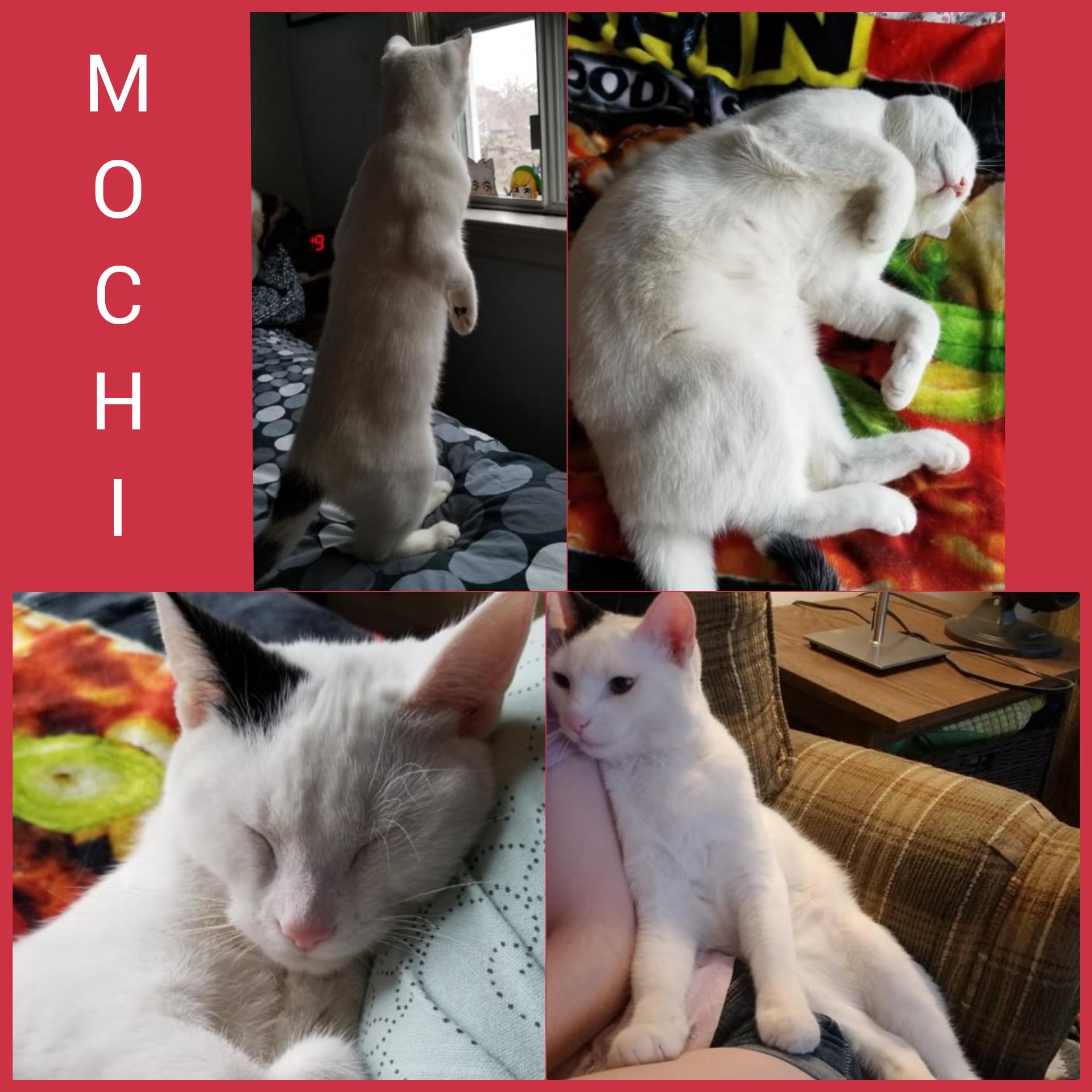 Mochi, Adopted, Adult Male Domestic Short Hair.
