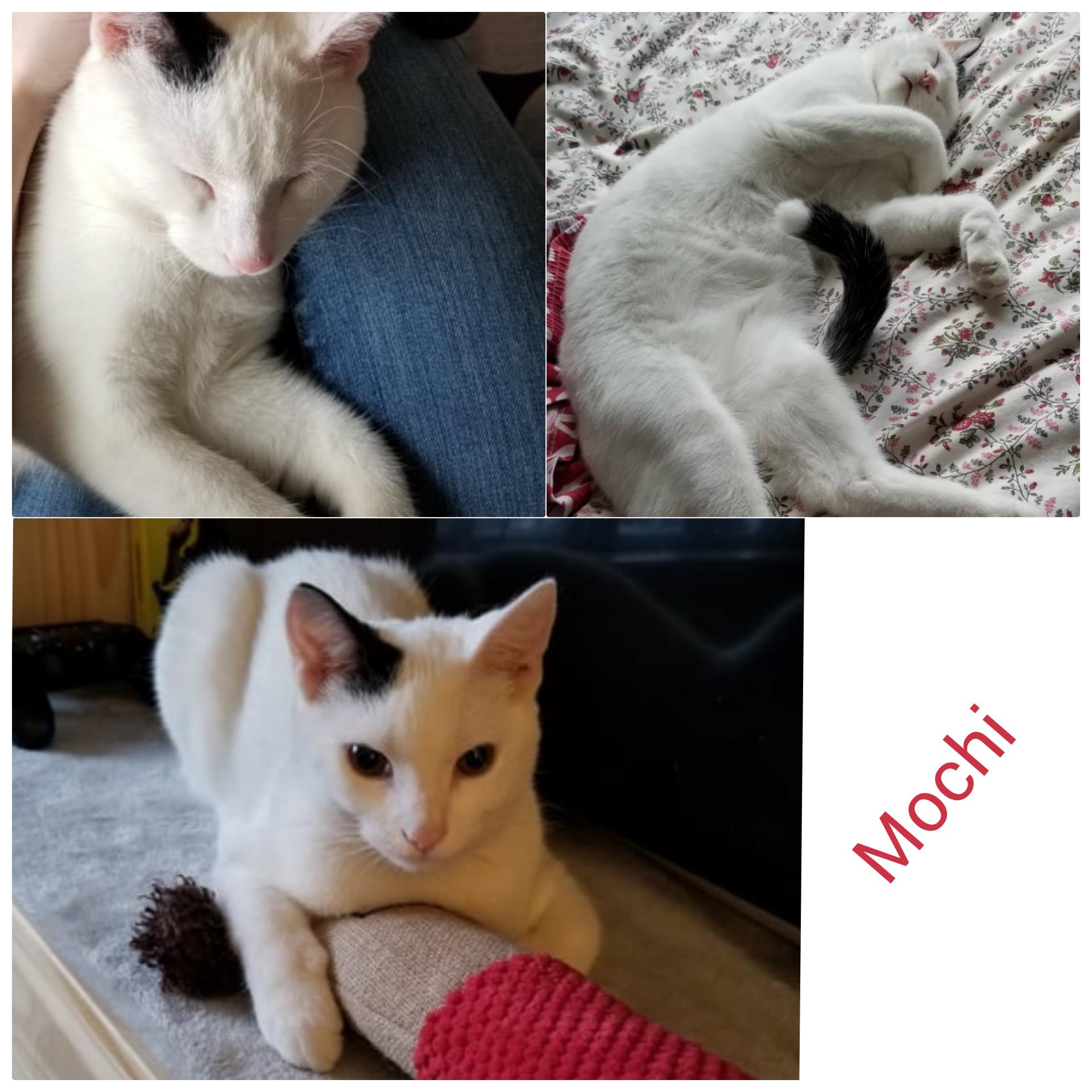Mochi, a Adopted Domestic Short Hair in Guelph, ON image 2/2