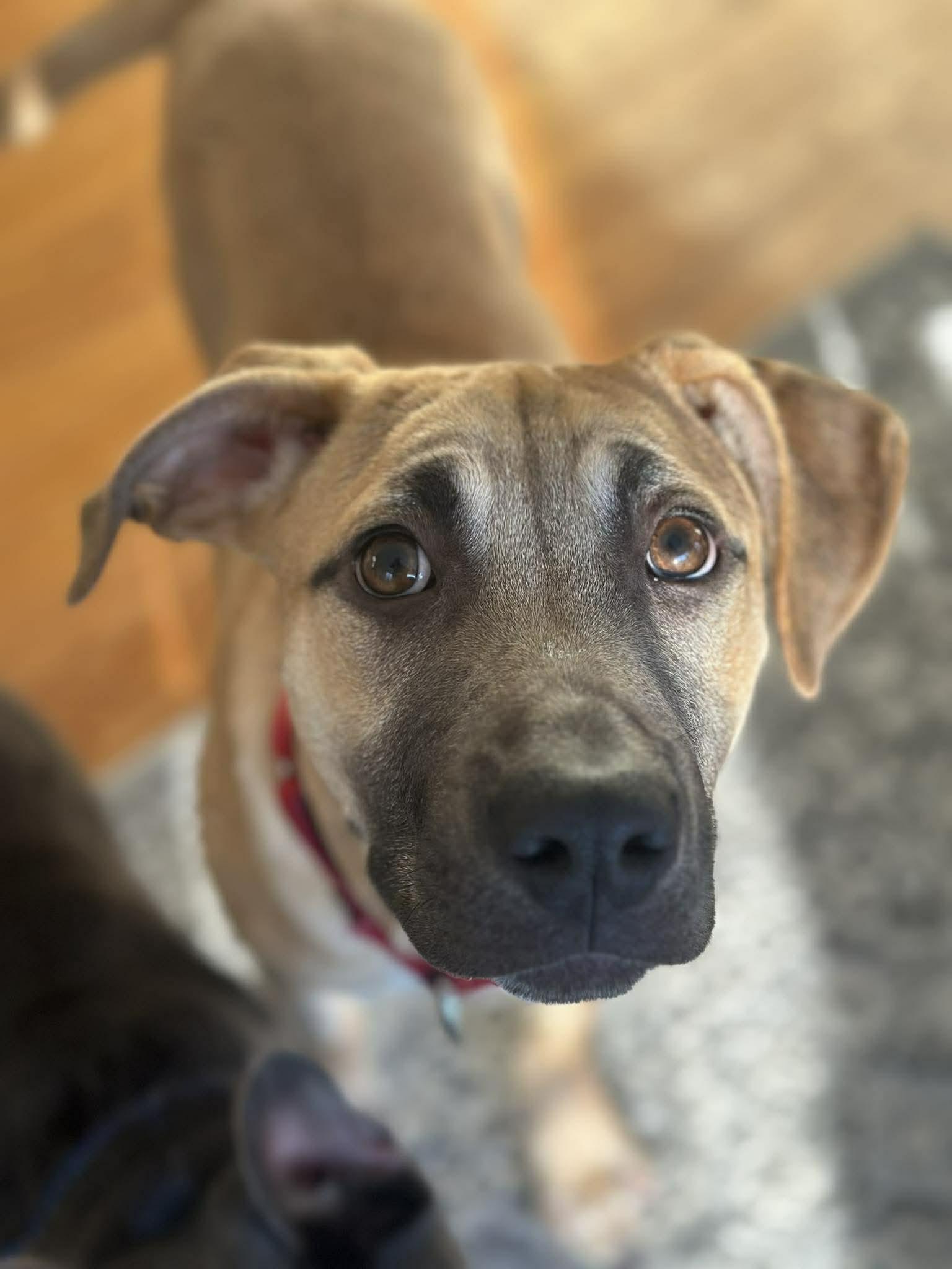 Marceline, ADOPTABLE, Puppy Female Mastiff.