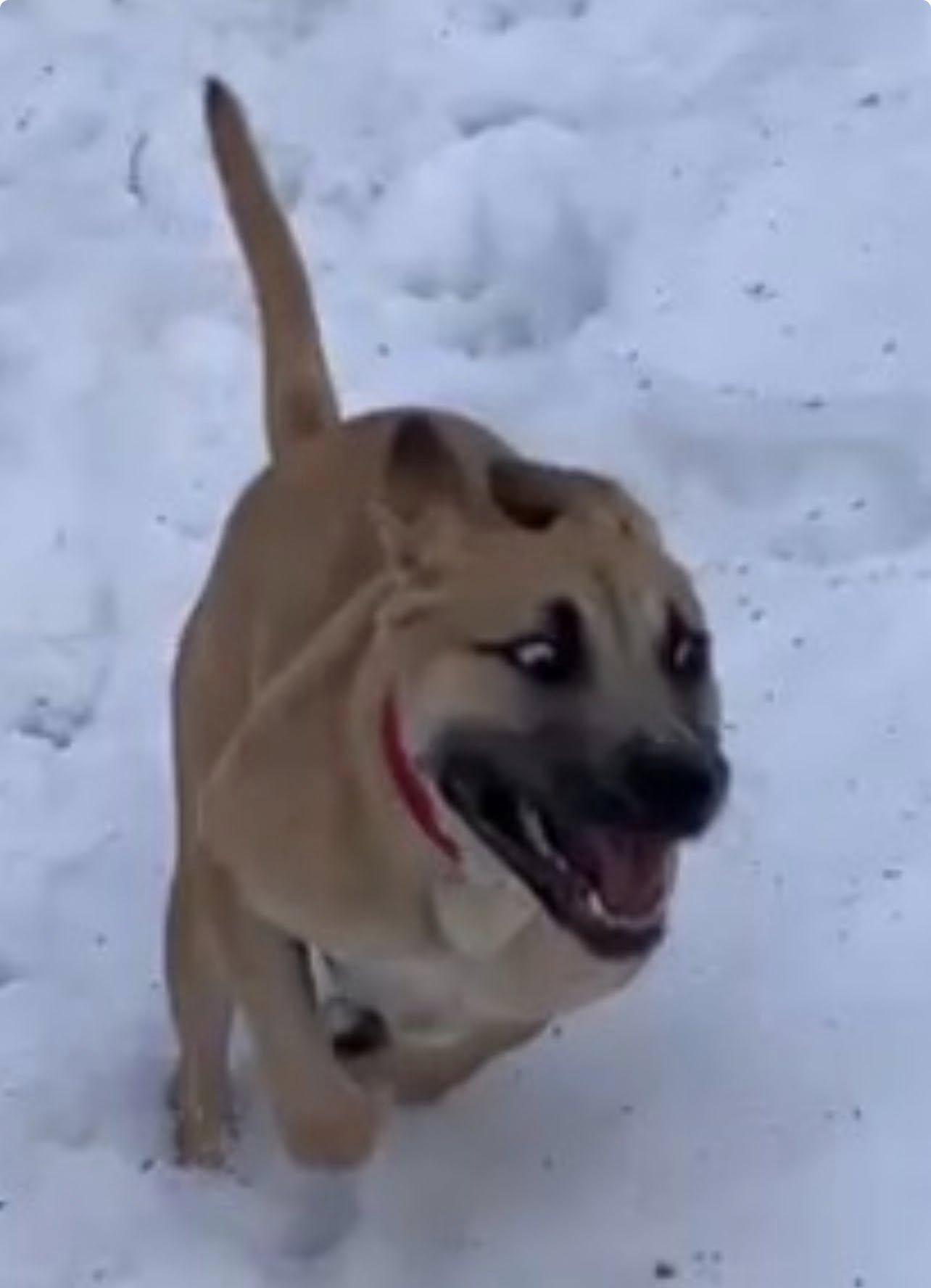 Enlarge Marcelina, an adoptable mixed breed in Brunswick, ME image 2/3