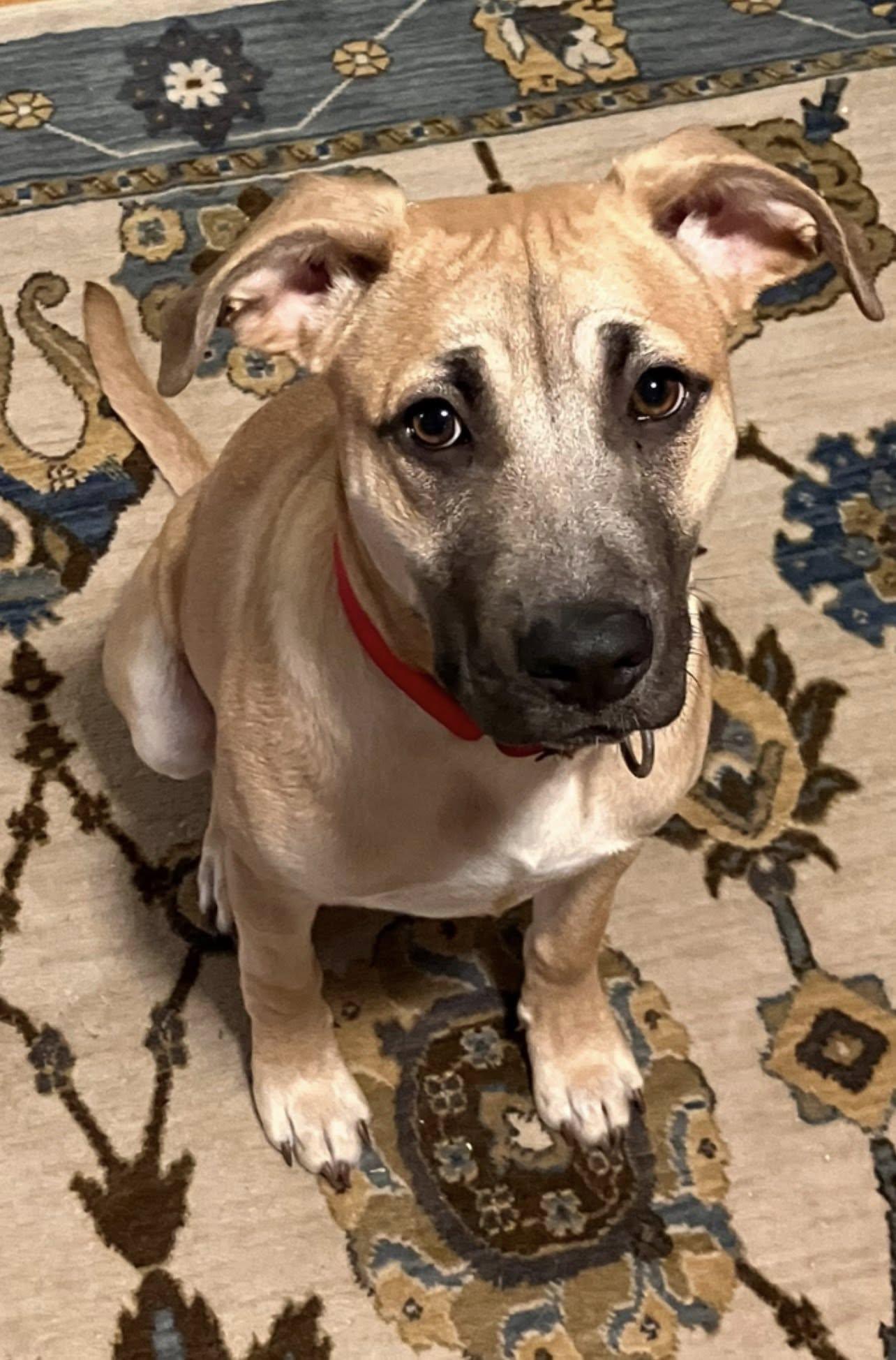 Enlarge Marcelina, an adoptable mixed breed in Brunswick, ME image 1/3