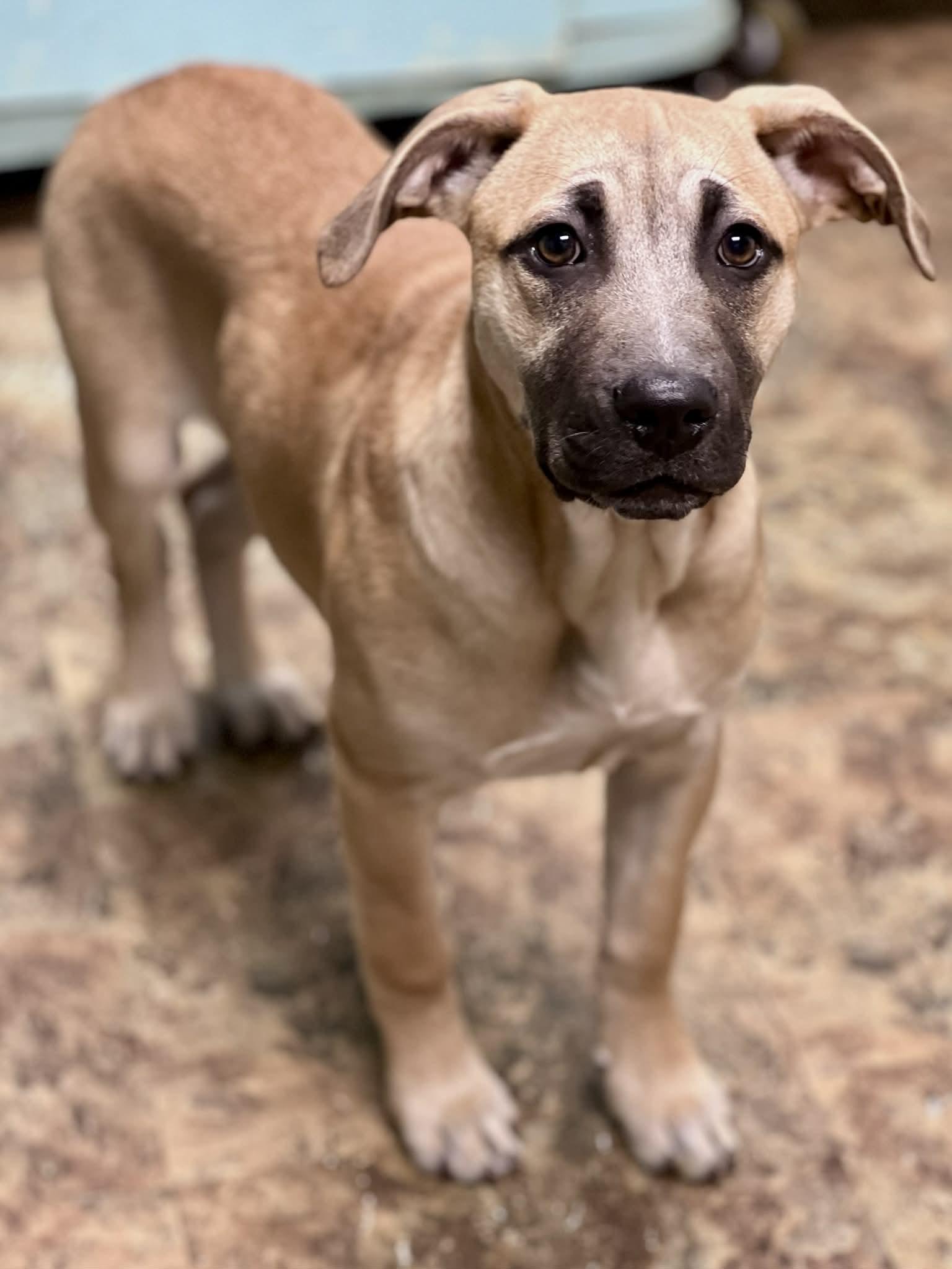 Marceline, ADOPTABLE, Puppy Female Mastiff.